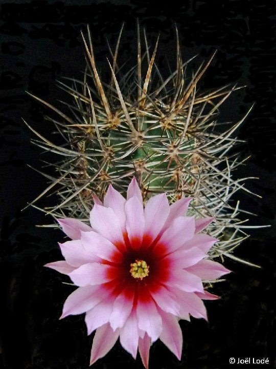 Echinocereus lindsayi ©JLcoll.1207